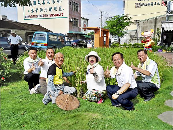 以自然農法栽種的稻米，昨日收割。（記者林孟婷攝）