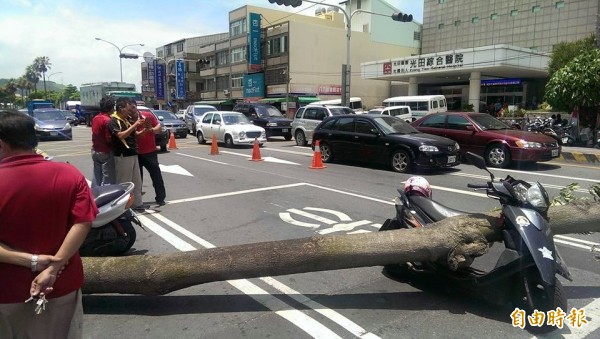 黑板樹砸傷停紅燈的孕婦。（記者張軒哲攝）