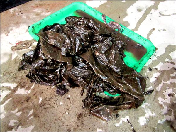 從短肢領航鯨「小梧子」胃內取出的塑膠袋,若不細察易被誤以為是海帶。(成大鯨豚中心提供) 從短肢領航鯨「小梧子」胃內取出的塑膠袋,若不細察易被誤以為是海帶。(成大鯨豚中心提供)