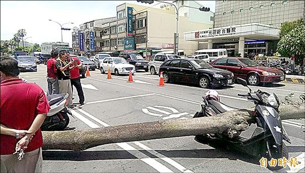 大甲經國路與光明路口一株約三層樓高的黑板樹倒塌，砸傷停紅燈的孕婦。（記者張軒哲攝）