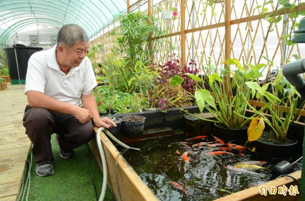 
員林鎮愛加倍社區服務協會，養魚種菜，吸引許多重視食安的消費者青睞，運作初期的就供不應求。（記者顏宏駿攝）