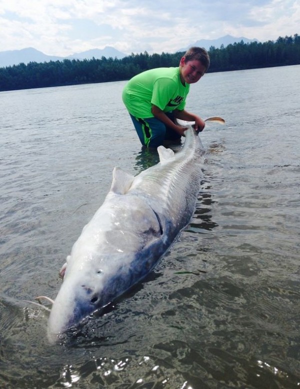 加拿大一名9歲男孩凱根羅思曼在河中釣起一隻600磅（約272公斤）的巨大鱘魚，體型比小男孩還大上幾倍，不過男孩在釣起巨大鱘魚後，僅拍照留念就把牠放回河中，善心舉動也令人感動。（圖擷取自鏡報）