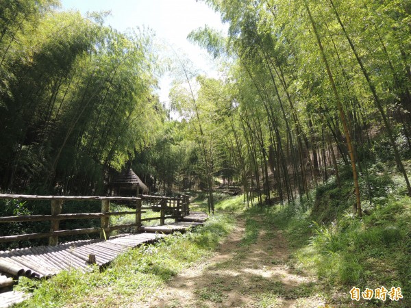 草嶺石壁山區的竹林步道。（記者黃淑莉攝）