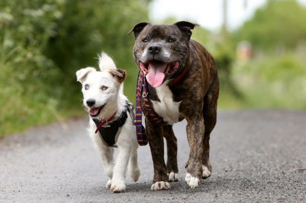 鬥牛犬巴斯對羅素傑克犬格倫十分照顧。（圖擷自《鏡報》）