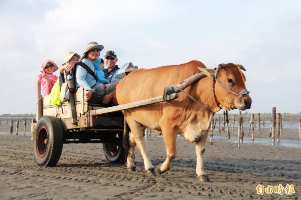 彰化芳苑的海牛採蚵團讓旅人趨之若鶩，一次體驗漁村風情與自然生態。（記者陳冠備攝）