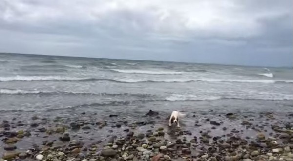 獵犬萊雅在海灘上發現了擱淺的海豚，還跑去叫主人求救。（圖擷自YouTube）
