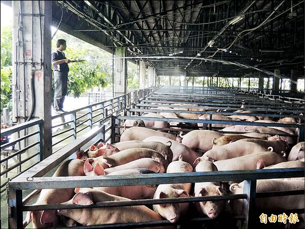 全國豬源短缺，各縣市陸續加入搶豬大戰，宜蘭肉品市場研擬增加休市日因應。（記者江志雄攝）