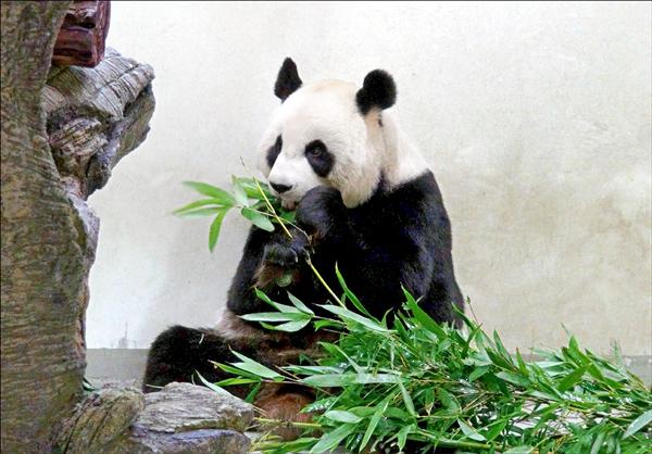 台北市立動物園在三月底為大貓熊「圓圓」進行兩次人工授精，但已確定沒有懷孕。（台北市立動物園提供）