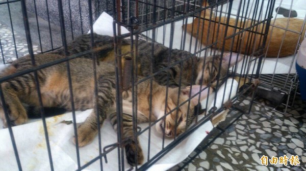 財神爺護犬貓 武德宮免費結紮 - 生活 - 自由時報電子報