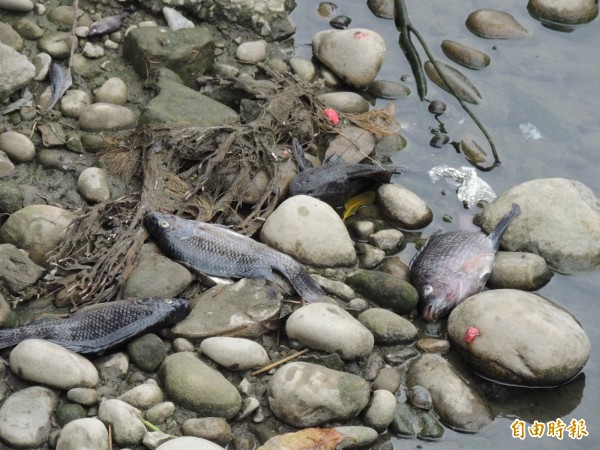 陳屍大雅區三角泳大排的吳郭魚及琶琵鼠等魚類。（記者歐素美攝）