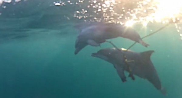 海豚媽媽（圖下）一直試圖想把小海豚（上）頂出水面呼吸。（圖片擷取自YouTube）