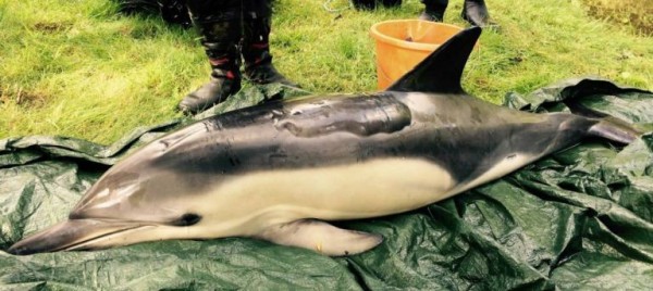 英國西南部一條河流中發現這隻海豚，經檢查後發覺牠背上的水泡是曬傷導致。但因為難以治療，加上放回水裡很容易因感染而痛苦死亡，選擇將其安樂死。（圖擷取自《都市報》）