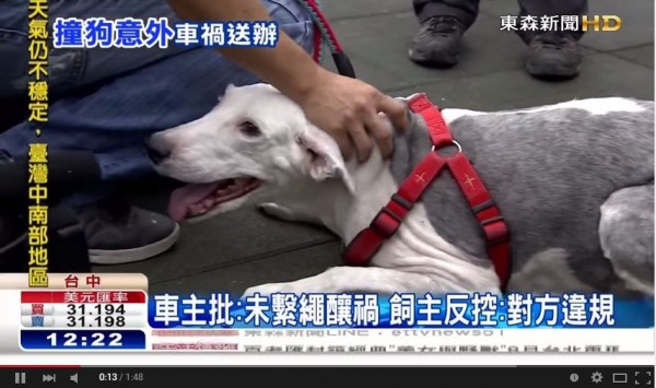 台中市楊姓男子日前帶著愛犬「櫻」出外倒垃圾，不慎被ㄧ台提早左轉的轎車撞上。（圖擷取自東森新聞）
