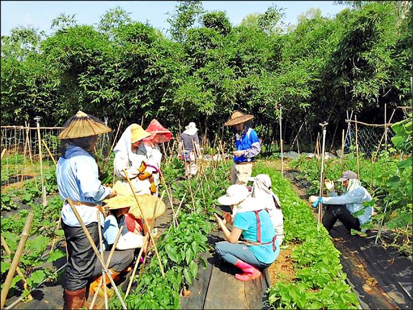 林口台地農夫俱樂部成員們在農田裡彎腰耕作。（農業局提供）