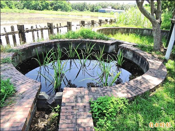 嘉油鐵馬道荷花池荷花枯萎後先改種鳶尾花，讓賞荷民眾敗興而歸。（記者王善嬿攝）