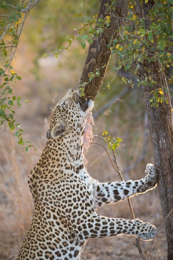 在南非的克魯格國家公園（Kruger National Park），攝影旅遊策劃者麥克菲爾（Joshua Mcphail）拍攝到了一系列豹與蟒蛇的精采照片。（圖片擷取自鏡報）