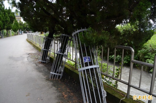 
防偷樹賊，樹木加裝「鋼筋緊箍圈」，有如鐵木上鐵窗，被譏為「囚樹」。（記者顏宏駿攝）