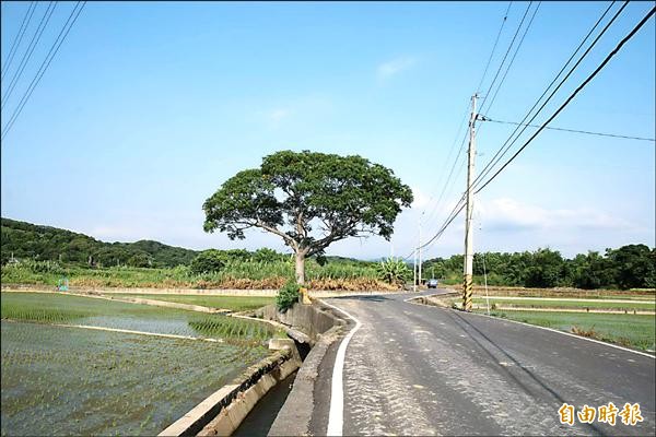 苗栗縣西湖鄉苗33線鄉間小路，經網路票選重新命名，結果以「黃金一路」最受青睞。（記者張勳騰攝）