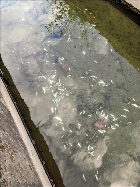 大圳溪近日出現近百條死魚。（民眾提供）