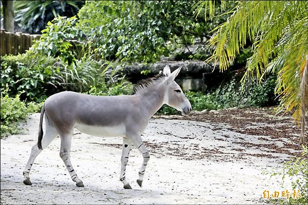 史瑞克的好朋友來台，非洲野驢在台北市立動物園公開亮相！（記者梁珮綺攝）