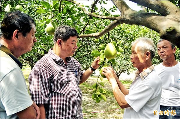 瑞穗果樹產銷班20班昨開班會，農民很擔心颱風造成落果，花蓮農改場助理研究員劉啟祥（左二）指導農民防颱。（記者花孟璟攝）