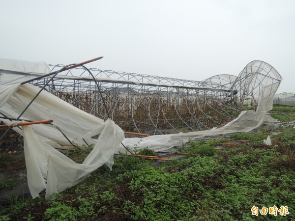 后里洋香瓜網架全垮。（記者張軒哲攝）