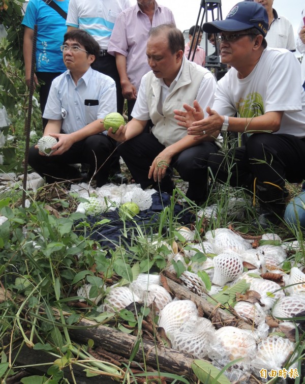 蘇迪勒颱風造成員山鄉枕山村珍珠芭樂嚴重落果，宜蘭縣長林聰賢（中）勘察災情。（記者江志雄攝）