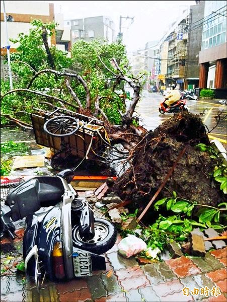 板橋區路樹倒塌，壓壞停放路旁的機車。（記者陳韋宗攝）