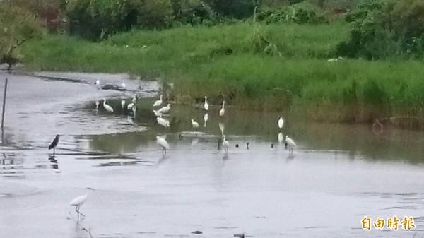 紅樹林區無恙，又見水鳥覓食蹤跡。（記者洪臣宏攝）