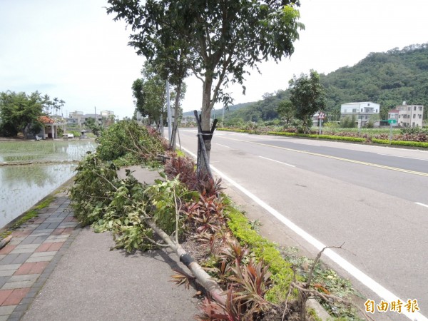 蘇迪勒颱風過境，帶來強勁風勢，苗栗縣路樹被連根拔起及吹倒嚴重，今天仍處處可見橫躺在人行道上，亟待清理。（記者張勳騰攝）