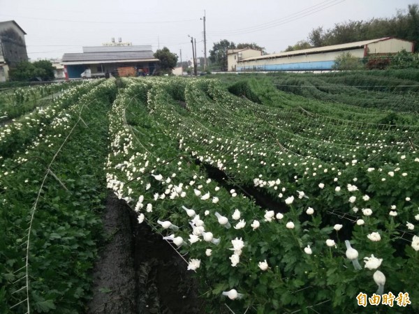 彰化縣田尾鄉是重要的菊花產地，整片花田被吹倒成波浪狀，農民損失慘重。（記者陳冠備攝）