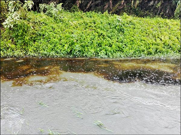 蘇迪勒颱風過後，秀水鄉金興村番花路旁板本排水，一夜河水變色，溝渠疑被偷倒黑油遭染黑。（秀水代表陳鑲萍提供）