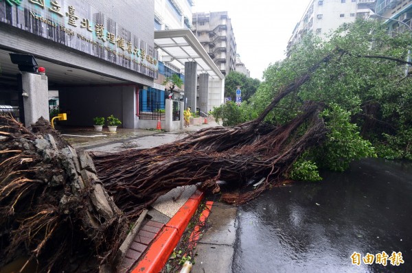 颱風蘇迪勒襲台，北市樹倒逾6千棵，超乎過去設定。圖為台北市內江街的台北護理健康大學外的路樹遭強風連根拔起。（資料照，記者王藝菘攝）