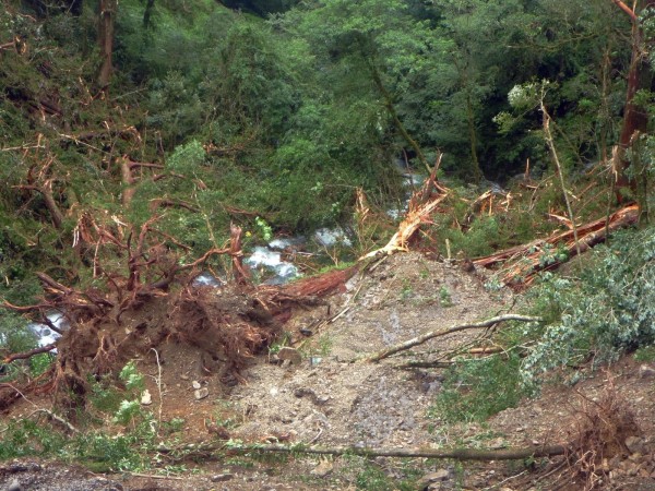 「拉拉山自然保護區」這棵編號22號的神木，在蘇迪勒颱風過境後、應聲倒地、GG了。（林務局提供）