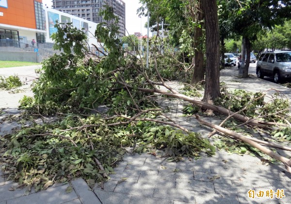 蘇迪勒颱風造成台中市2883株路樹倒塌。（記者張菁雅攝）