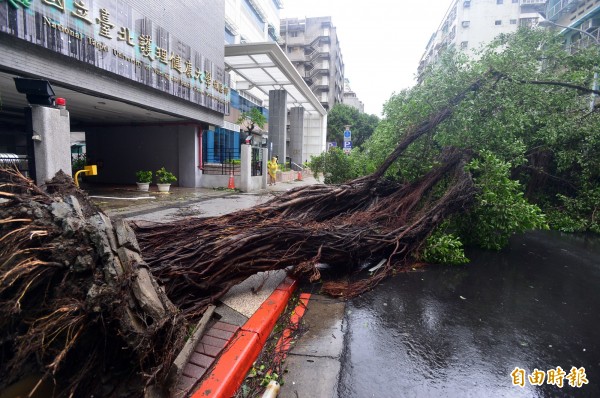 颱風蘇迪勒襲台，圖為台北市內江街的台北護理健康大學外，路樹連根拔起倒塌。（資料照，記者王藝菘攝）