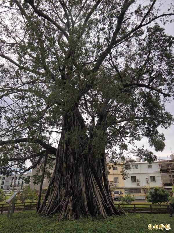 善化國小百年樹齡老榕樹，是許多在地人的美好回憶。（記者林孟婷攝）