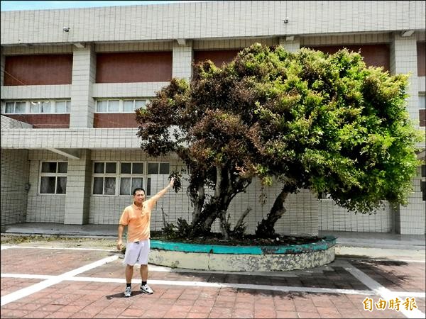 台西國中校園內榕樹不堪焚風吹襲，都變成北黑南綠的陰陽樹。（記者鄭旭凱攝）