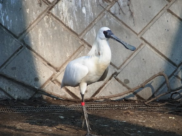 黑面琵鷺「台北」。（台北市立動物園提供）