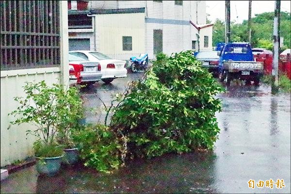 盆栽東倒西歪，橫於馬路，一片狼籍。（記者林國賢攝）