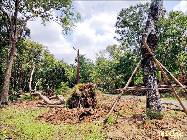 嘉義公園昨仍可見到遭連根拔起、全倒的樹木，以及堆積殘枝落葉待清運。此外，市府也加緊扶正半倒樹木，並加固支架防範「天鵝」颱風侵襲。（記者丁偉杰攝）