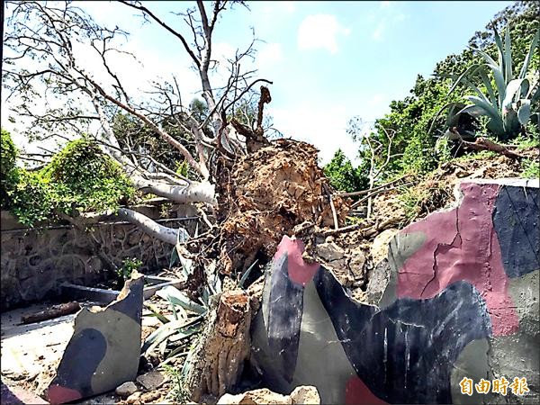 金門建功嶼榕樹遭颱風吹倒，舊營區結構也受損，嚴重影響登島旅客安全。（記者吳正庭攝）