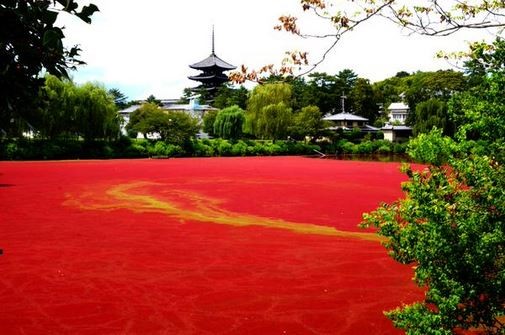 奈良公園近日來出現「血池」奇景，讓遊客嘖嘖稱奇。（圖擷取自谷幸三推特）