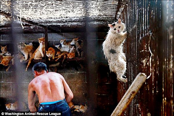 名為「呼嚕」（Huru）的母貓，今年玉林荔枝狗肉節時被關在屠宰場，牠當時一臉驚恐，甚至攀爬鐵欄、試圖逃脫。（取自網路）