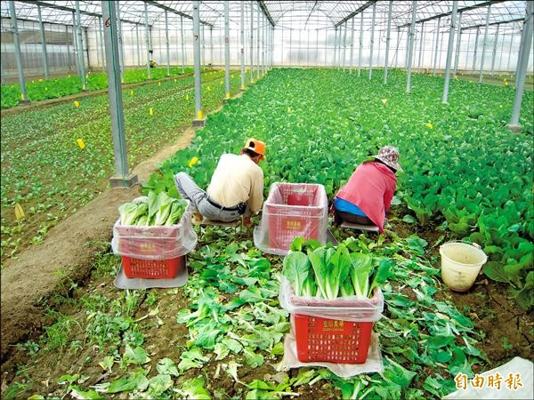 颱風過後，菜價仍居高不下，但新北果菜運銷公司預估，將逐漸回跌。（資料照，記者陳韋宗攝）