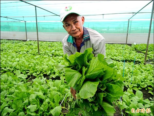 新品種芥菜台農二號耐熱、抗病，且生產期短、產量高。（記者黃淑莉攝）