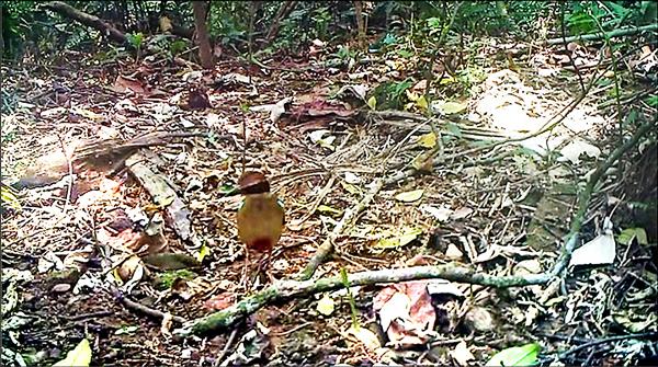 新竹自然谷環境信託基地驚喜發現瀕危八色鳥現身。（環資提供）