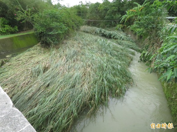 竹山鎮桂林里湖仔厝溪淤積嚴重，整個河道幾乎被土砂、蘆葦佔住，以致每逢大雨容易淹水。（記者劉濱銓攝）