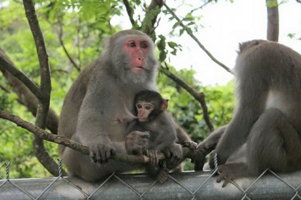 小猴咬扯母猴奶頭。（擷取自壽山動物園臉書）