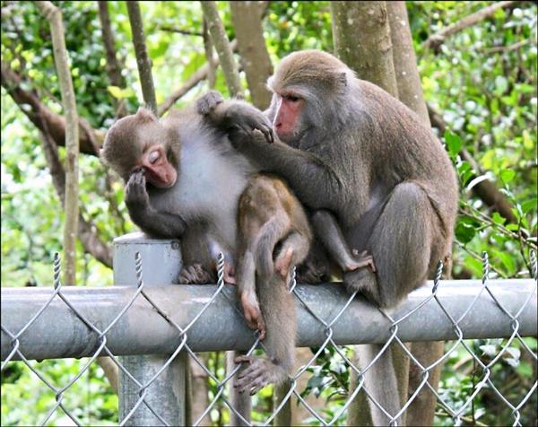 壽山動物園工作人員拍下多張台灣獼猴的萌照，其中一張「沉思小猴」的照片，相當傳神有趣。（翻攝自壽山動物園臉書）